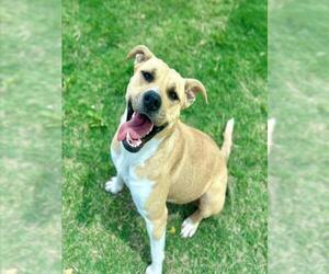 Labrador Retriever-Unknown Mix Dogs for adoption in Temple, TX, USA