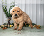Small Photo #3 Golden Retriever Puppy For Sale in HOLMESVILLE, OH, USA