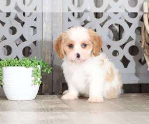 Lhasa Apso Puppy for sale in MOUNT VERNON, OH, USA