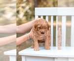 Small Photo #4 Goldendoodle (Miniature) Puppy For Sale in ASH GROVE, MO, USA