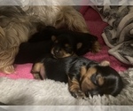 Small Photo #6 Yorkshire Terrier Puppy For Sale in SOUTHPORT, NC, USA