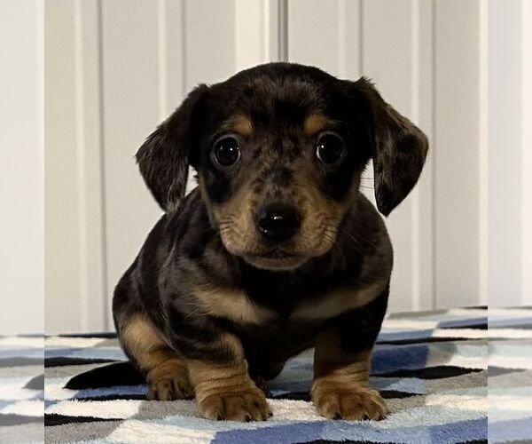 Medium Photo #1 Dachshund Puppy For Sale in FREDONIA, PA, USA