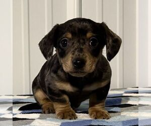 Dachshund Puppy for sale in FREDONIA, PA, USA