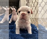 Small Photo #21 French Bulldog Puppy For Sale in MISSION, TX, USA