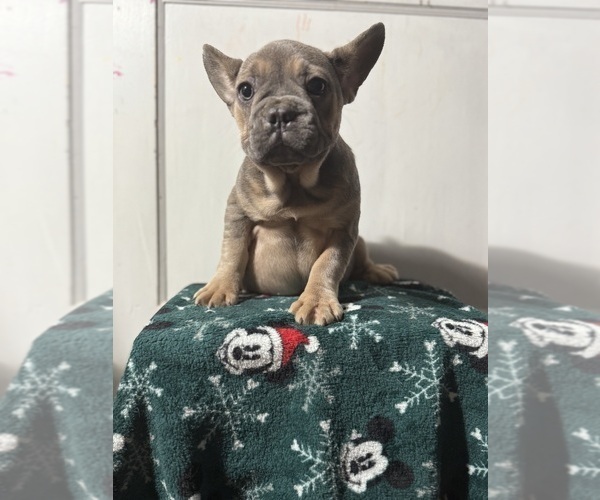 Medium Photo #1 French Bulldog Puppy For Sale in RIVERSIDE, NJ, USA