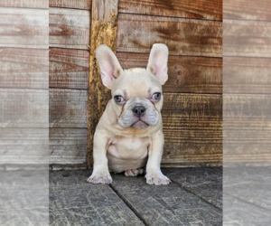 French Bulldog Puppy for sale in FORT LAUDERDALE, FL, USA