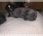 Small Photo #11 French Bulldog Puppy For Sale in PITTSBURG, CA, USA