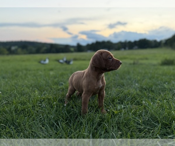 Medium Photo #3 German Shorthaired Pointer-Vizsla Mix Puppy For Sale in WAVERLY, NY, USA