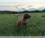 Small #2 German Shorthaired Pointer-Vizsla Mix