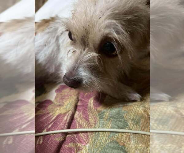 Medium Photo #2 Shih Tzu Puppy For Sale in San Diego, CA, USA