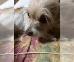 Small #1 Shih Tzu