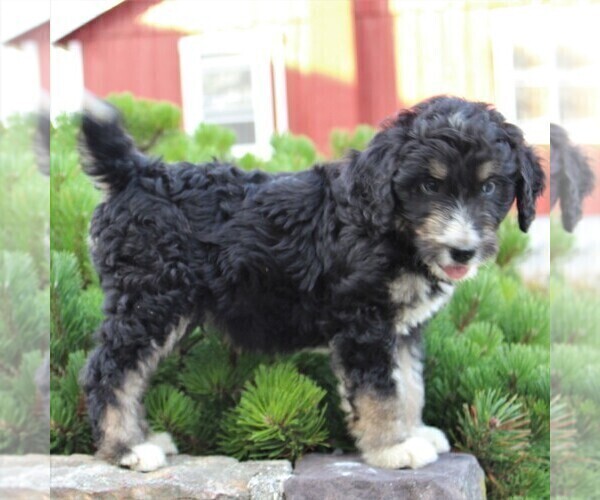 Medium Photo #4 Miniature Australian Shepherd-Poodle (Standard) Mix Puppy For Sale in BLAIN, PA, USA
