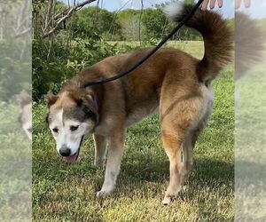 Patch - Male Siberian Husky-Unknown Mix Dog for Adoption - Photo #26
