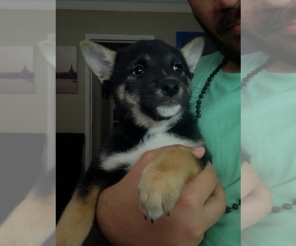 Medium Photo #5 Shiba Inu Puppy For Sale in LOS ANGELES, CA, USA