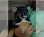Small #4 Shiba Inu