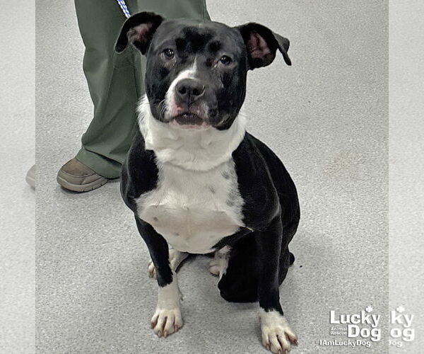 Medium Photo #1 Boxador Puppy For Sale in Washington, DC, USA