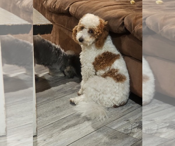 Medium Photo #1 Poodle (Toy) Puppy For Sale in NORTH VERNON, IN, USA