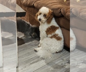 Father of the Poodle (Toy) puppies born on 06/08/2025