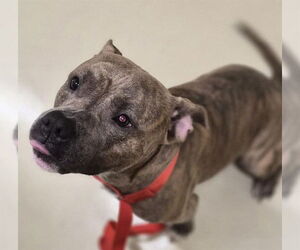 American Bulldog-Unknown Mix Dogs for adoption in Fremont, CA, USA