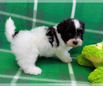 Small #3 Havanese