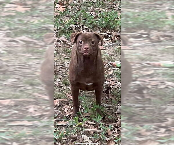 Medium Photo #10 Pug-Unknown Mix Puppy For Sale in Mount Laurel, NJ, USA