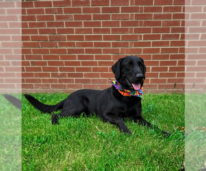 Mutt Dogs for adoption in Genesee, WI, USA