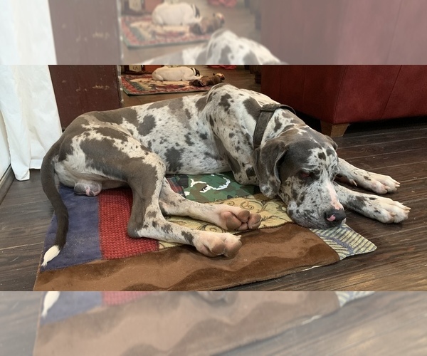 Medium Photo #13 Great Dane Puppy For Sale in CLANTON, AL, USA