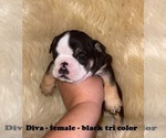 Small Photo #1 English Bulldog Puppy For Sale in CLARKRANGE, TN, USA