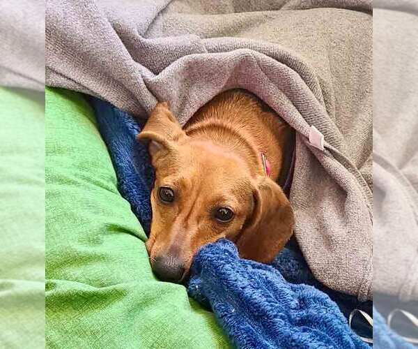 Medium Photo #5 Dachshund Puppy For Sale in Kennesaw, GA, USA