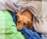 Small #4 Dachshund