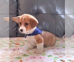Small #4 Pembroke Welsh Corgi