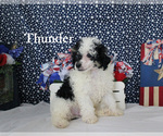 Thunder - Male Poodle (Toy) Puppy for Sale - Photo #12