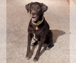 Small #3 Brittany-Chocolate Labrador retriever Mix