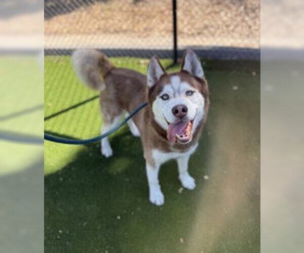 Medium Photo #1 Siberian Husky Puppy For Sale in Salinas, CA, USA