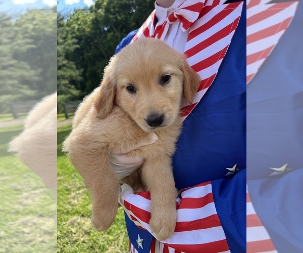 Medium Photo #4 Golden Retriever Puppy For Sale in NEOLA, WV, USA
