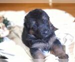 Small Photo #19 German Shepherd Dog Puppy For Sale in TACOMA, WA, USA