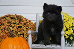 Small Photo #2 Pomsky Puppy For Sale in FREDERICKSBG, OH, USA