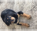 Small Photo #4 Rottweiler Puppy For Sale in KISSIMMEE, FL, USA