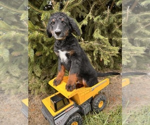 Bernedoodle (Miniature) Puppy for sale in MIDDLEBURY, IN, USA