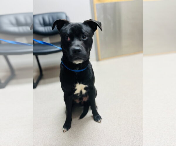 Medium Photo #2 Chihuahua-Labrador Retriever Mix Puppy For Sale in McDonough, GA, USA