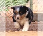 Small Photo #32 Miniature Australian Shepherd Puppy For Sale in WITTMANN, AZ, USA