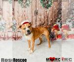 Small Photo #8 American Staffordshire Terrier-Unknown Mix Puppy For Sale in Maryville, TN, USA