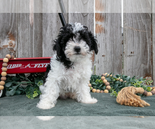 Medium Photo #3 Poodle (Toy) Puppy For Sale in HOWE, IN, USA