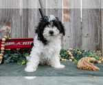 Small #2 Poodle (Toy)
