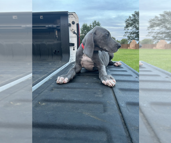 Medium Photo #2 Great Dane Puppy For Sale in HAMMOND, LA, USA