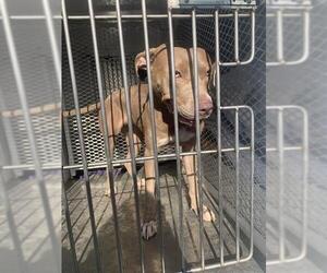 American Pit Bull Terrier Dogs for adoption in Bakersfield, CA, USA