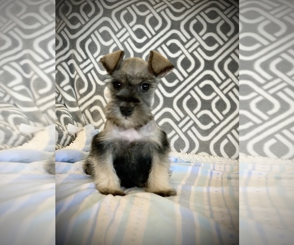 Medium Photo #1 Schnauzer (Miniature) Puppy For Sale in CORONA, CA, USA