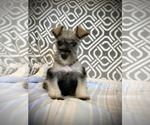 Small Photo #1 Schnauzer (Miniature) Puppy For Sale in CORONA, CA, USA