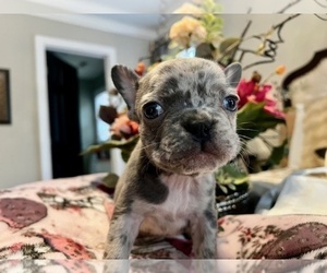 French Bulldog Puppy for sale in NEW LONDON, NC, USA
