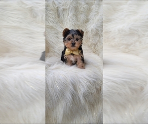 Yorkshire Terrier Puppy for sale in INDIANAPOLIS, IN, USA